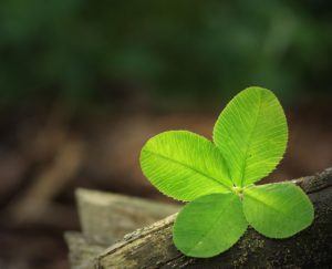 Glückssymbol: Das Kleeblatt.